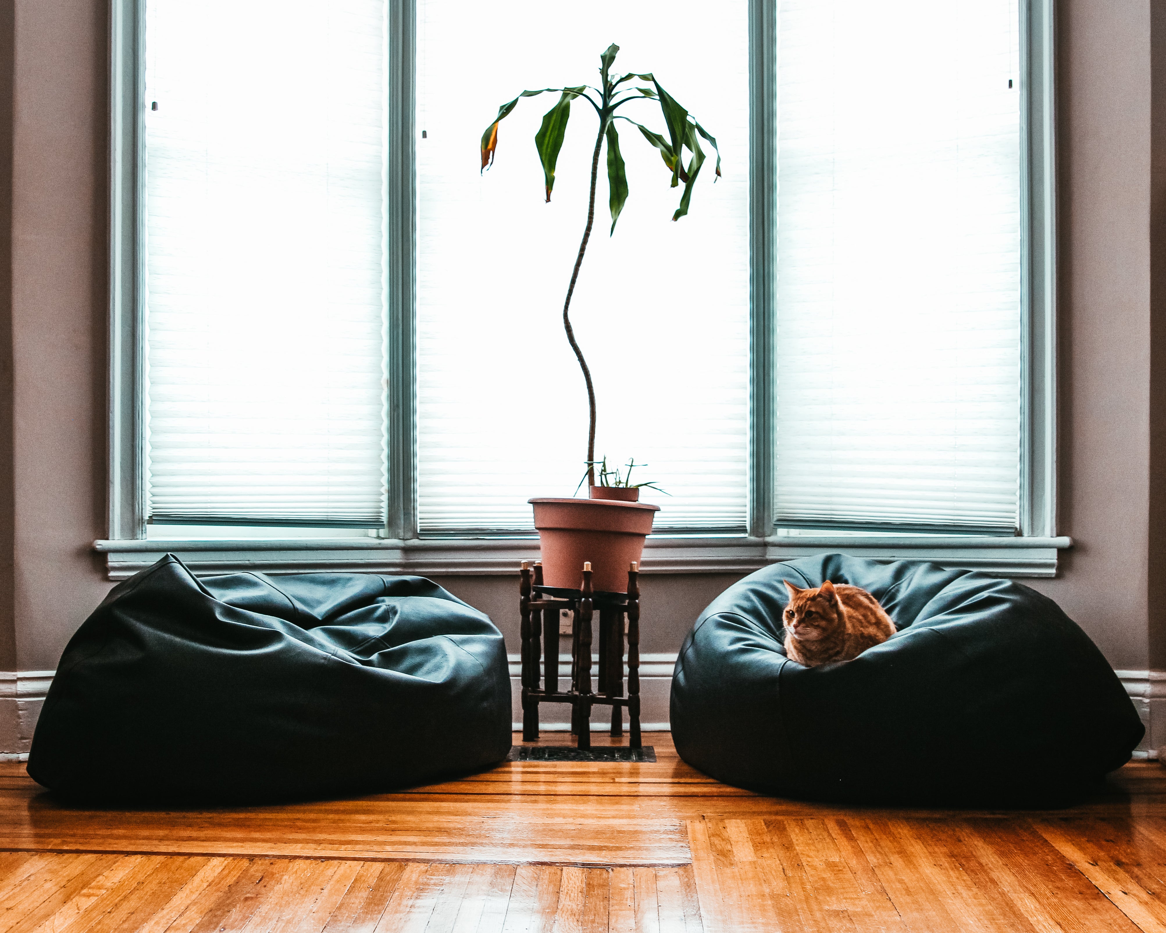 comfortable-living-room-cat.jpg